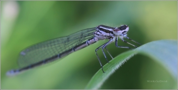 <p>ŠIDÉLKO PÁSKOVANÉ - samička (Platycnemis pennipes) - /White-legged damselfly - Blaue Federlibelle/</p>